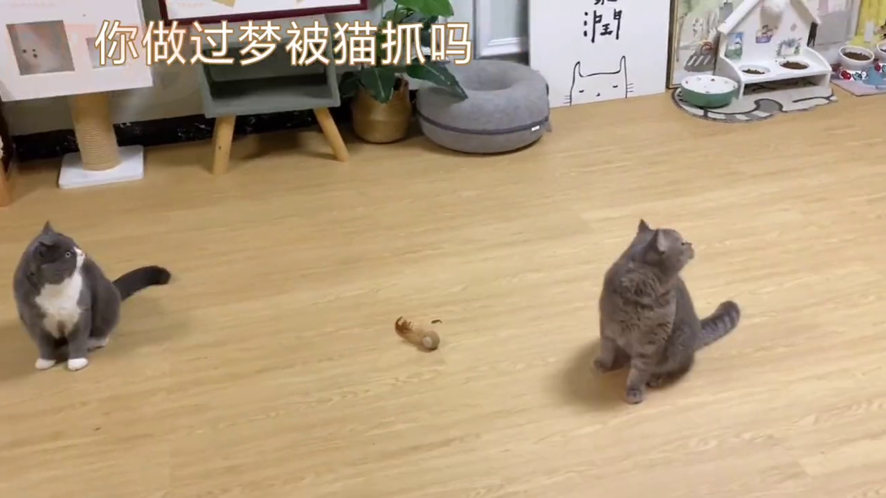 做梦被猫抓有什么含义