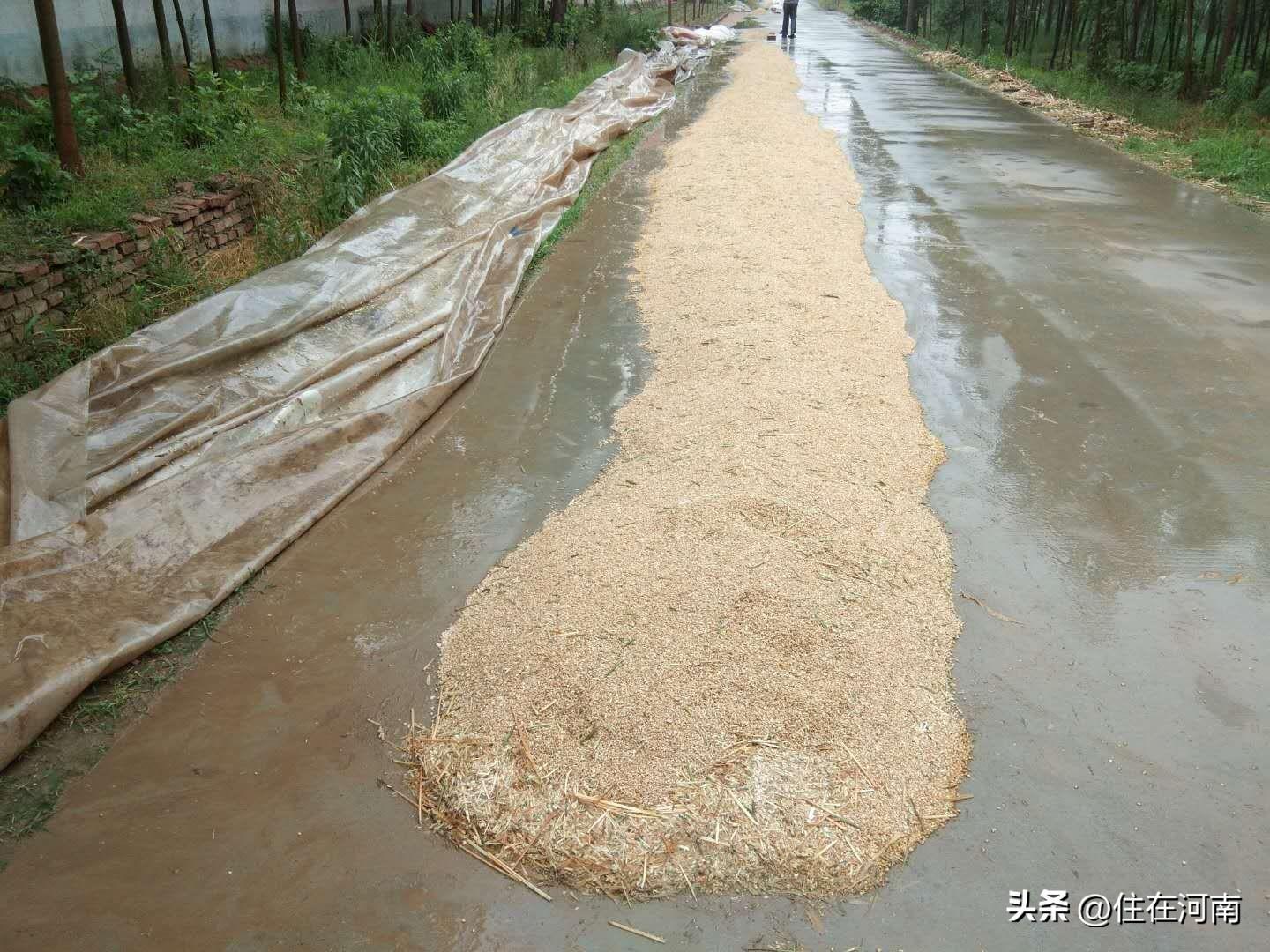 梦到小时候收麦子，下雨了，很无助